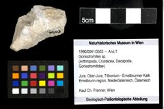 Foto (Objekt + Etiketten) von Goniodromites sp. 